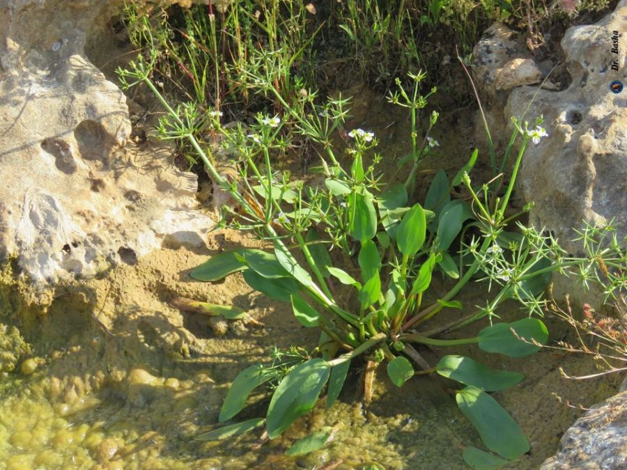 توثيق نبتة نادرة في محمية المرج (أم التوت)